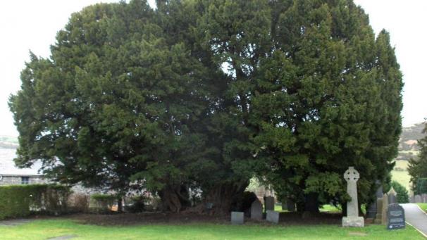 L’if de Llangernyw, au Pays de Galles. L’arbre est vieux de 4.000 à 5.000 ans.