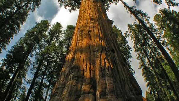Le séquoia Général Sherman, en Californie. Son âge est estimé à environ 2.200 ans.
