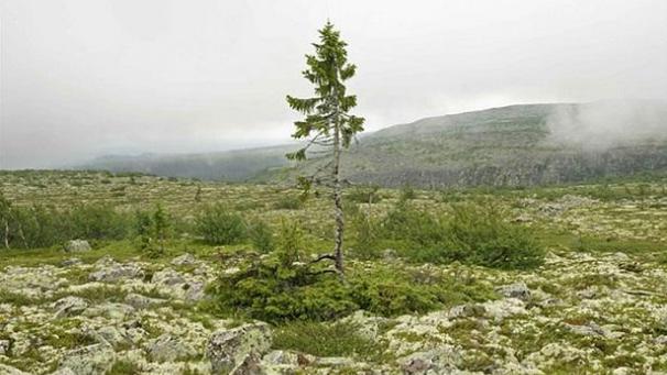 Le vieux Tjikko est un épicéa commun vieux de 9.550 ans, situé sur la montagne de Fulufjället en Suède.