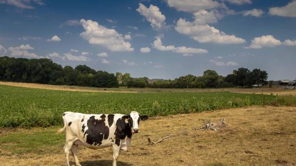 Photo de l’agriculture dans la province de Namur ©Roger Milutin / Le Soir