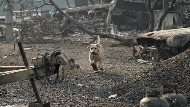 À Paradise, en Californie, un chien des secours cherche des victimes de l’incendie Camp Fire.