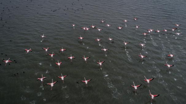 Des flamants roses ont envahi le lac Herseh en Turquie, connu pour accueillir de nombreux oiseaux migrateurs en automne et en hiver. Cette année, plus de 1500 flamants roses ont déjà attiré les visiteurs par leur couleur étonnante.