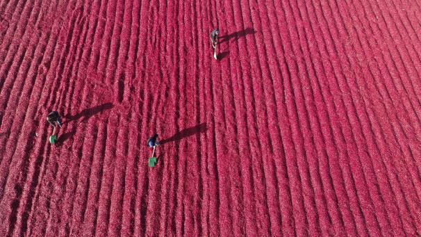 Dans le nord de la province Hebei en Chine, des fermiers sont occupés à sécher du piment. Dans la région, plus de 800 hectares de piments ont été plantés pour permettre une récolte importante.