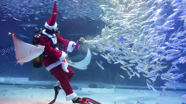 A Séoul en Corée du Sud, un plongeur déguisé en Père Noël est en train de nourrir des poissons lors du show de Noël à l’Aquarium Coex.