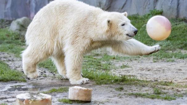 L’ours polaire Nanook célèbre son premier anniversaire en jouant avec une balle au zoo de Gelsenkirchen en Allemagne le 4 décembre dernier.