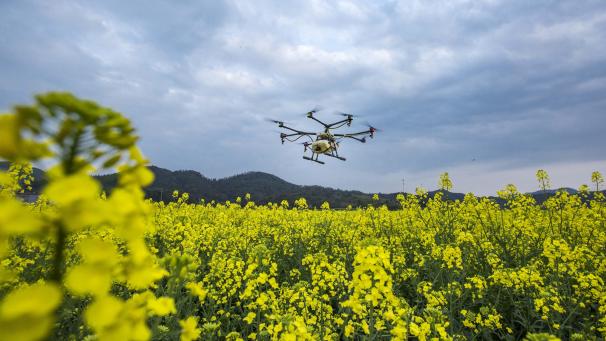 En Chine, des techniciens manipulent des drones pour répandre des pesticides dans un champ de colza.