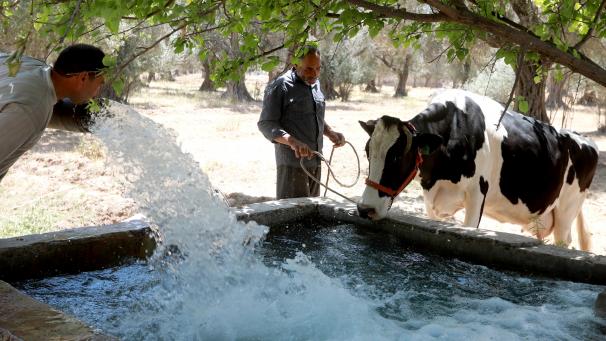 Des vaches s’abreuvent dans la région de la Ghouta orientale de la Syrie. L’ancien bastion de l’opposition de la Ghouta orientale était autrefois le grenier de Damas, fournissant de riches récoltes d’abricots et de légumes à la capitale.