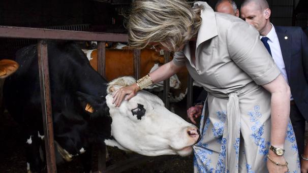 Une vache tente de manger la robe de la reine Mathilde, attirée par les fleurs du tissu, alors qu’elle était en visite dans la province du Limbourg pour visiter deux exploitations agricoles.