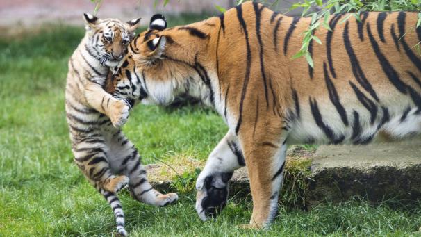 La maman tigre Alexa joue avec son petit au Zoo de Hanovre en Allemagne.