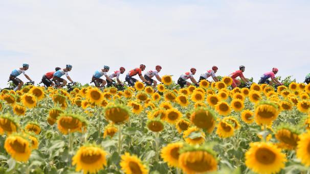 Le peloton de coureurs passant par un champ de tournesols lors de la onzième étape de la 106e édition du Tour de France, 167 km d’Albi à Toulouse, ce mercredi 17 juillet. Le Tour de France se déroule du 6 au 28 juillet.