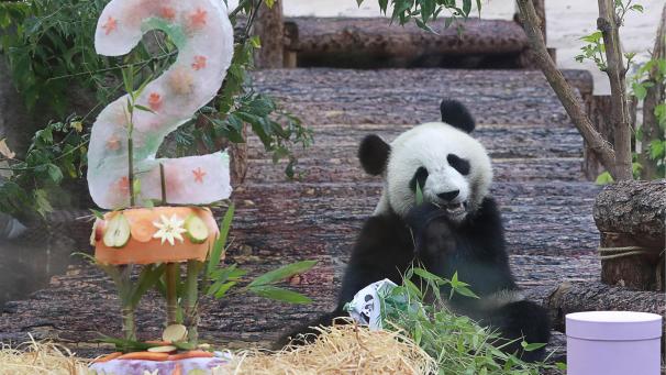 Le panda géant femelle, Ding Ding (né le 30 juillet 2017), profite d’un festin d’anniversaire au zoo de Moscou où il vit depuis son arrivée de la province chinoise du Sichuan en Chine, fin du moins d’avril 2019.