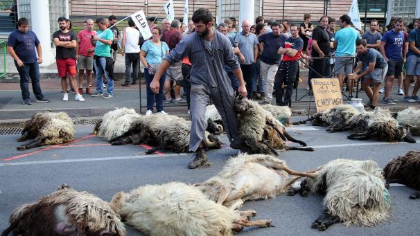 Un berger a amené des moutons morts sur la voie publique à Bayonne. Énervé que ses bêtes soient tuées par les ours des Pyrénées.