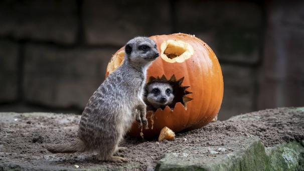 Des suricates explorent une citrouille installée pour Halloween au zoo de Hanovre en Allemagne.