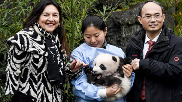 Bao Mei et Bao Di, les deux bébés pandas nés à Pairi Daiza, ont donc enfin un prénom.