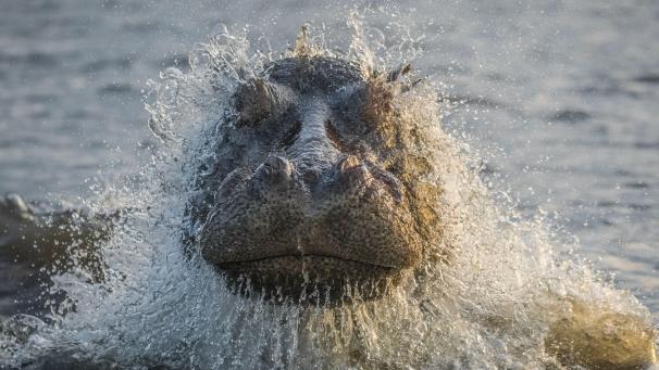 Un hippopotame sort de l’eau dans le parc national de Chobe, au Bostwana.