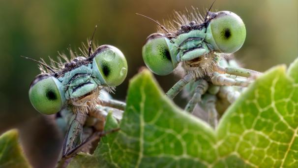 Le photographe Alberto Ghizzi Panizza, spécialiste de la macro photographie, a photographié les insectes posant à Pianura Padana, une vallée du nord de l’Italie. Les demoiselles reposaient sur une feuille pour sécher leurs ailes au soleil avant de s’envoler et de chasser de plus petits insectes.