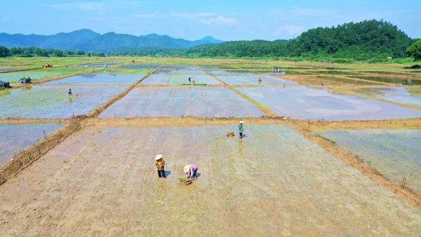 Des rizières en préparation en Chine.
