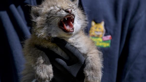 Un lynx nouveau-né est tenu dans les bras dans le Mountains Wildlife Park d’Hambourg.