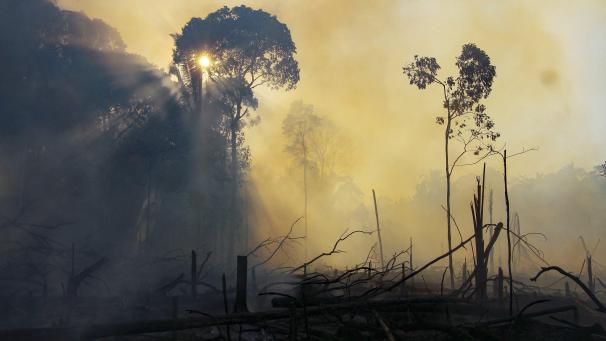 Une zone brûlée par des incendies au Brésil.