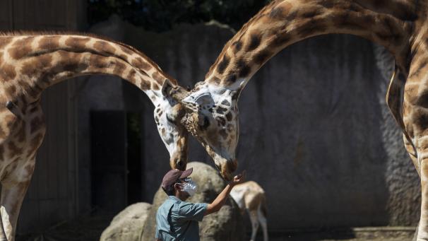 Au Guatemala, des girafes au zoo La Aurora. Visiblement heureuses de la réouverture des lieux fermés pour cause de Covid-19.