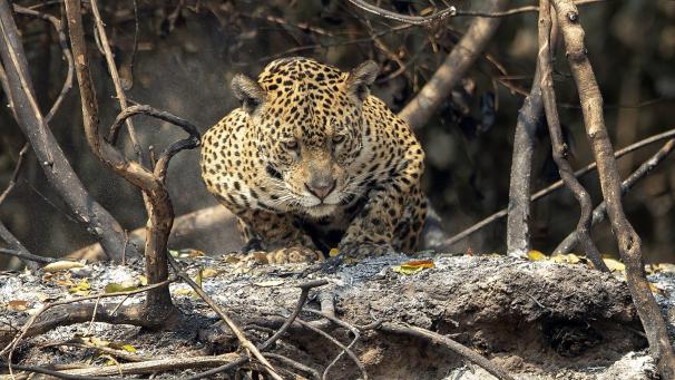 Un jaguar patiente dans les branchages au Brésil, alors qu’une partie du pays est ravagée par les flammes.