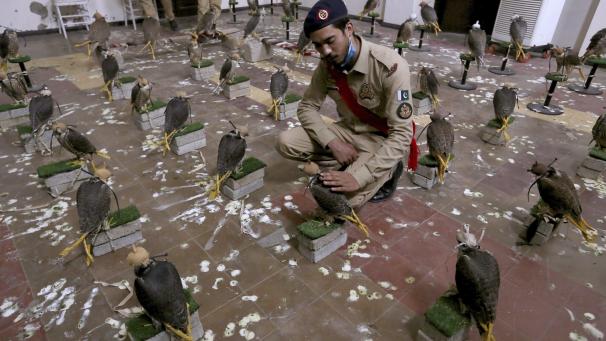 Un agent des douanes pakistanaises se trouve à côté des faucons confisqués, exposés pour les médias, à Karachi, au Pakistan.