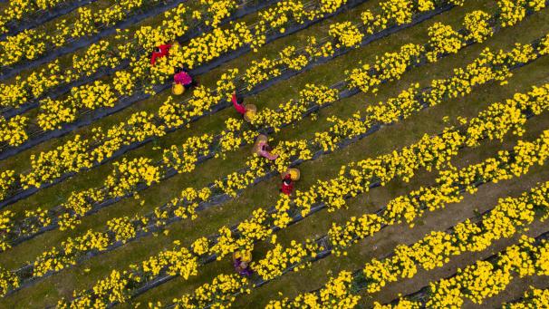 Des agriculteurs récoltent des chrysanthèmes qui seront transformés en thé, à Xiangyang en Chine.