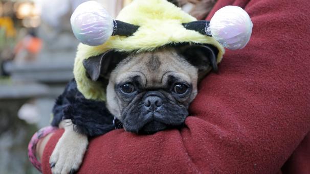 Des chiens et des propriétaires vêtus de toutes sortes de costumes assistent à la Parade des animaux de compagnie d’Halloween d’Elizabeth Street Garden, le 31 octobre à New York.