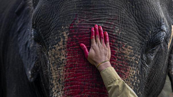 Un cornac indien enduit du vermillon mélangé à de l’huile de moutarde sur le front d’un éléphant dans le cadre de rituels avant de commencer une balade à dos d’éléphant à Pobitora, en Inde.