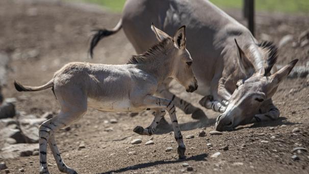 Une ânesse somalienne sauvage d’une semaine nommée Ita joue avec sa mère Lucrecia dans son enclos, au zoo Buiz à Santiago, au Chili.