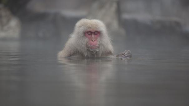 Un macaque japonais profite des eaux chaudes dans la vallée de Jigokudani, dans la préfecture de Nagano au nord-ouest de Tokyo.