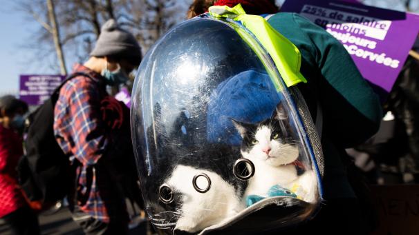 Un chat accompagnant sa maitresse lors d’une manifestation durant la Journée internationale des droits des femmes.