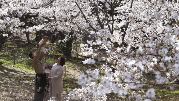 Les cerisiers sont en fleur dans l’ouest du Japon dans le parc de Nishi à Fukuoka.