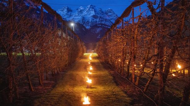 Des bougies antigel brûlent au milieu des cerisiers pour protéger les bourgeons en fleurs et les fleurs du gel, à Oberdorf en Suisse.