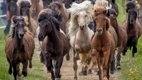 Les chevaux islandais quittent enfin les écuries après y avoir passé l’hiver.