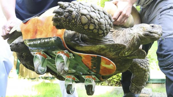 Planche à roulettes conçue pour la tortue Helmut, qui souffre d’arthrite de l’épaule, au Zoo Erlebniswelt à Gelsenkirchen, en Allemagne.