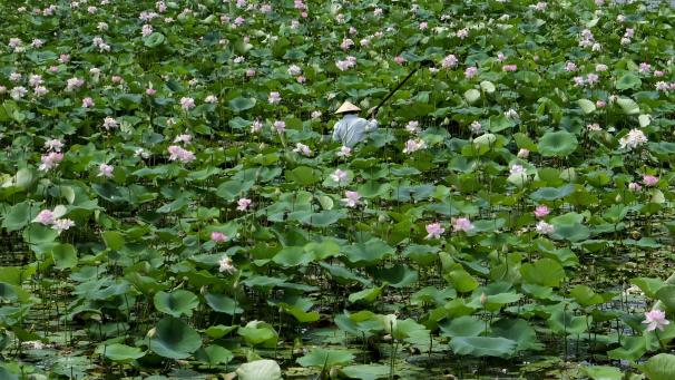 Un pêcheur navigue sur son bateau à travers des fleurs de lotus sur le lac Loktak, dans le nord-est de l’État indien de Manipur.