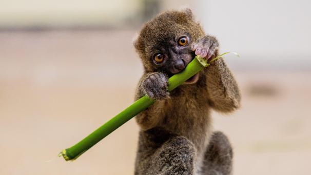 Un bébé lémurien «Dakari» mange une branche de bambou au zoo de Cologne.