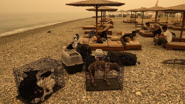 Les habitants et leurs animaux de compagnie se rassemblent sur la plage lors d’un feu de forêt au village de Pefki sur l’île d’Evia, à environ 189 kilomètres au nord d’Athènes, en Grèce.
