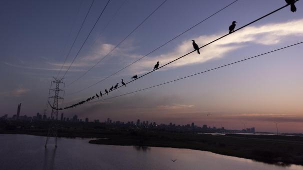 Les cormorans profitent des derniers instants de la journée sur des câbles au Paraguay.