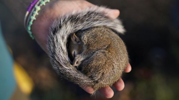 Un écureuil endormi, secouru après avoir été blessé pendant l’ouragan Ida en Louisiane.