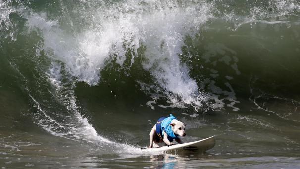 Un chien participe à l’événement annuel Surf City Surf Dog, à Dog Beach, en Californie.