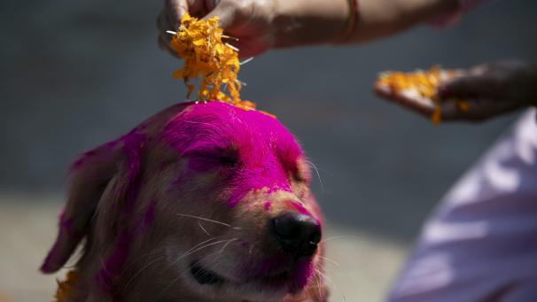 Une femme met des pétales de souci sur un chien de police pendant les célébrations du festival Tihar à Katmandou, au Népal.