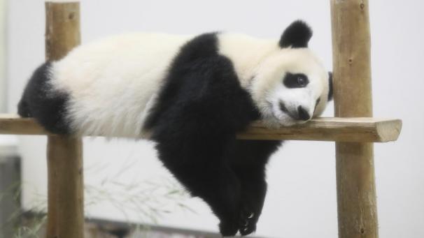 Premier anniversaire de Fuhin, panda géant du parc Adventure World au Japon.