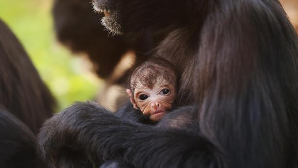 En Angleterre, le Chessington World of Adventures Zoo a accueilli la naissance de singes colombiens.