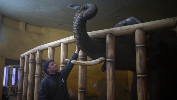 Un gardien du zoo de Kiev tente de rassurer les animaux présents dans le zoo de la ville lors des attaques russes.