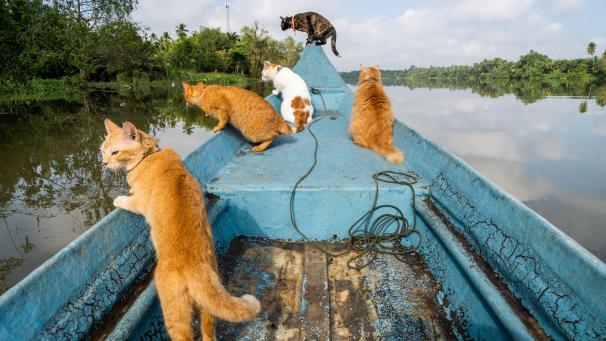 Des chats recueillis recherchent des poissons à bord d’un bateau de pêche sur la rivière Tapi à Surat Thani, en Thaïlande.