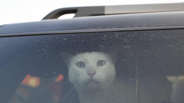 Un chat dans une voiture fuyant l’Ukraine.