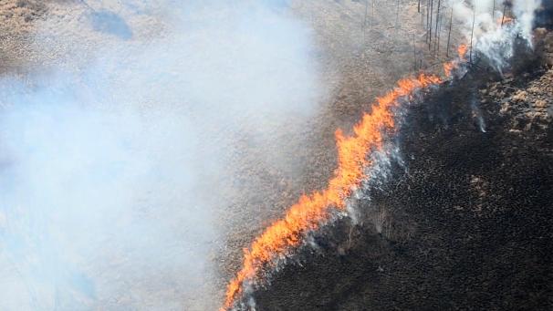 Un feu de forêt fait rage dans le district de Zeya.