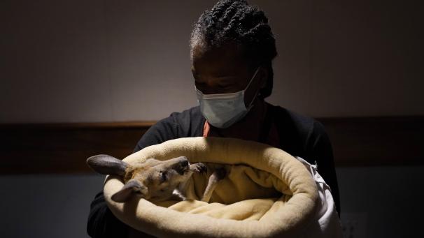 Un bébé kangourou sauvé pour démontrer l’importance de la conservation et des soins des animaux en Californie.